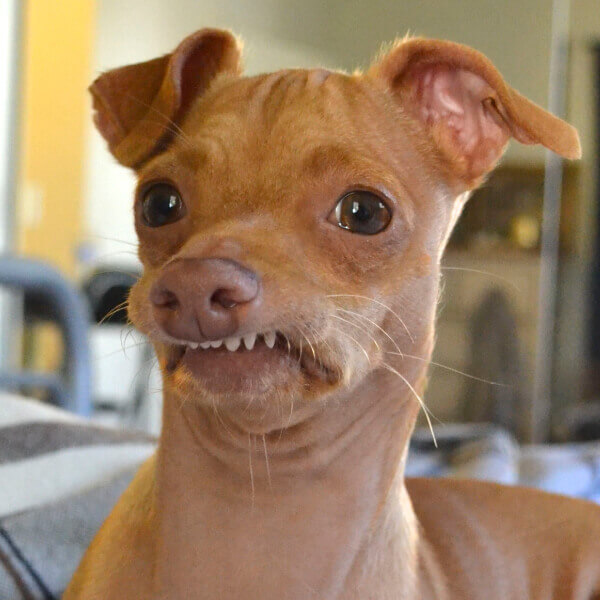 Funny dog with weird teeths Meme Template Maker